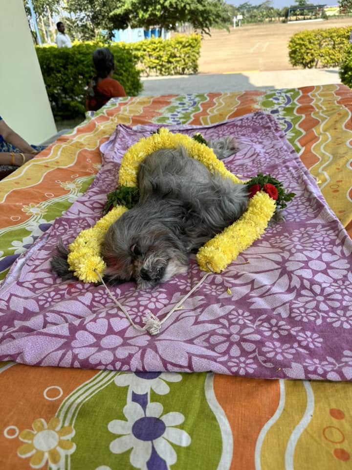 Oh So Sad to Hear Amarnath Vasireddy Garu, I know How much Anyone will be attached to their Pet.
