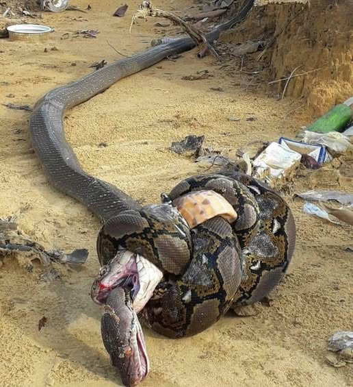 python tried to eat a venomous snake