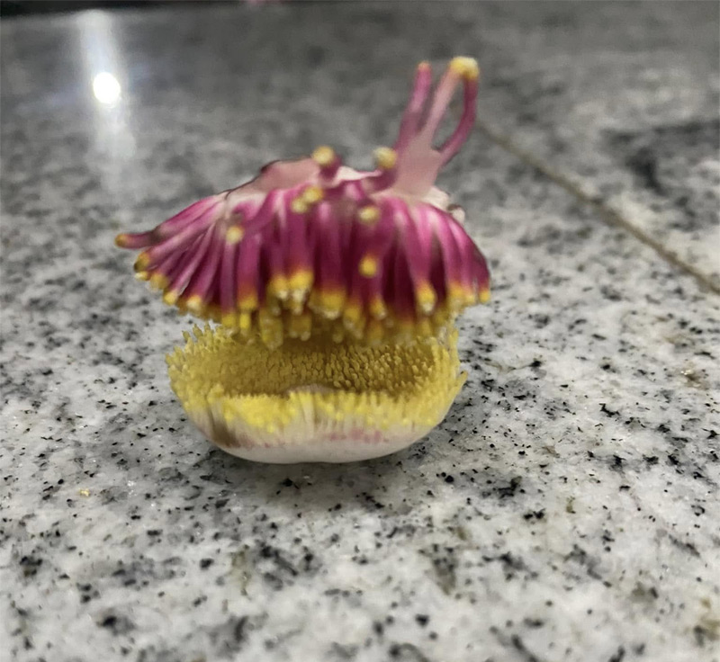 Nagavalli flower