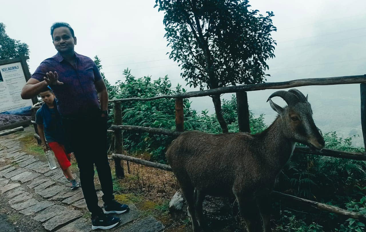 With the Nilgiri Thar (Nilgiri hill goat)